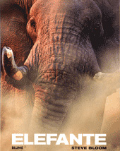 ELEFANTE 1