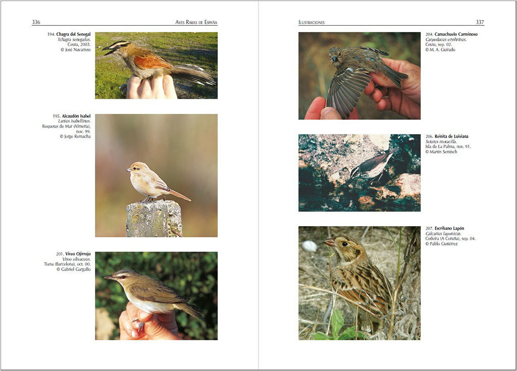 AVES RARAS DE ESPAÑA. UN CATÁLOGO DE ESPECIES DE PRESENTACIÓN OCASIONAL 3