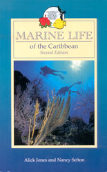 MARINE LIFE OF THE CARIBBEAN