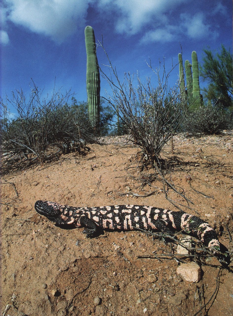 VENOM. POISONOUS CREATURES IN THE NATURAL WORLD 3