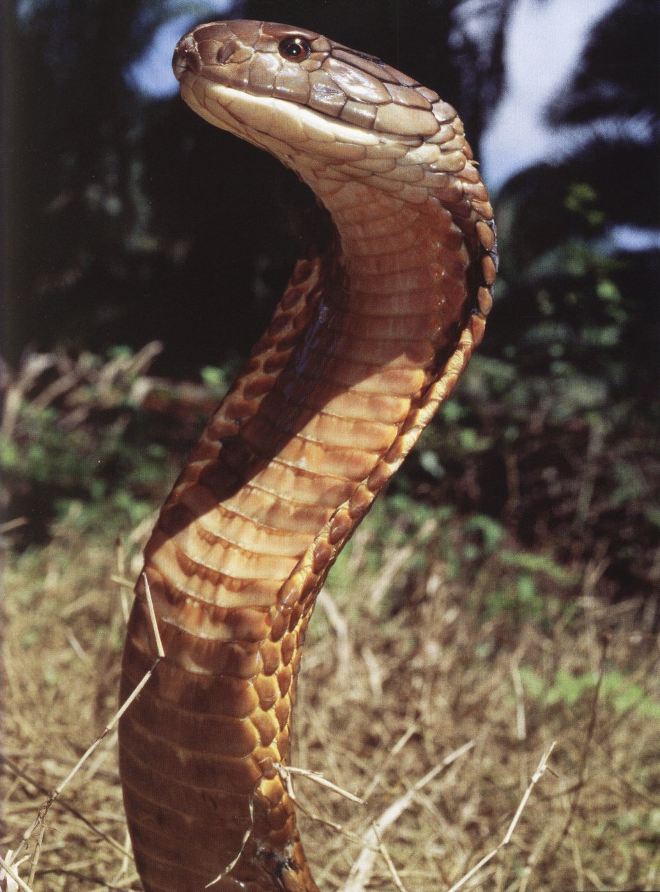 VENOM. POISONOUS CREATURES IN THE NATURAL WORLD 5