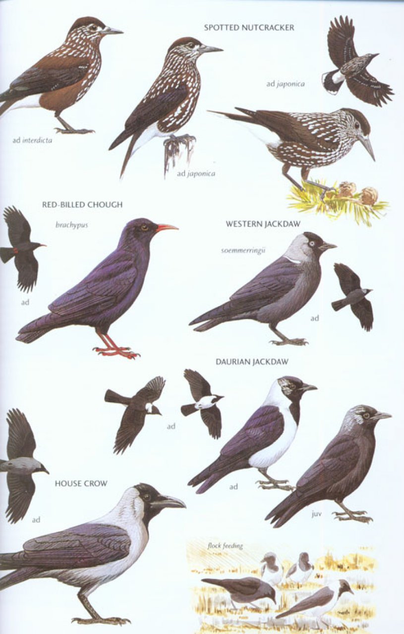 HELM FIELD GUIDES. BIRDS OF EAST ASIA 2