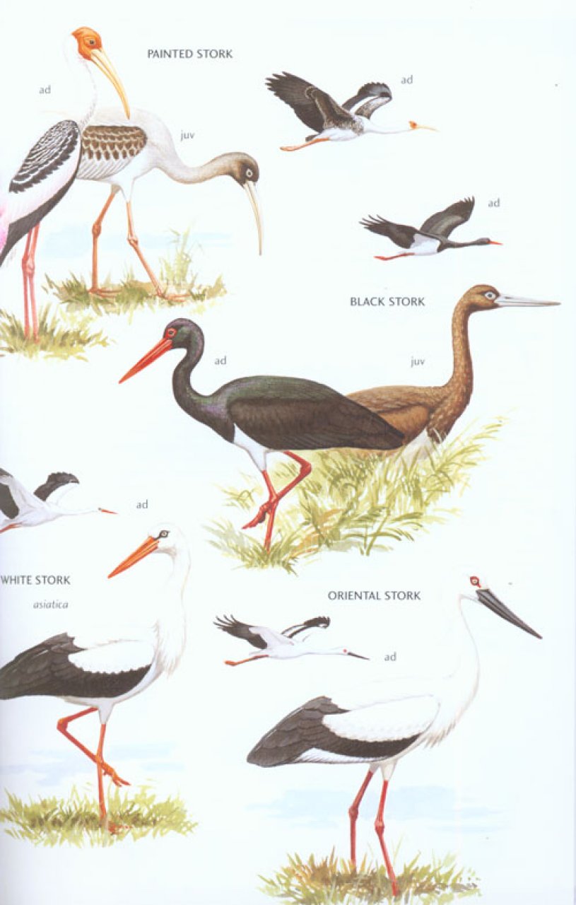 HELM FIELD GUIDES. BIRDS OF EAST ASIA 4