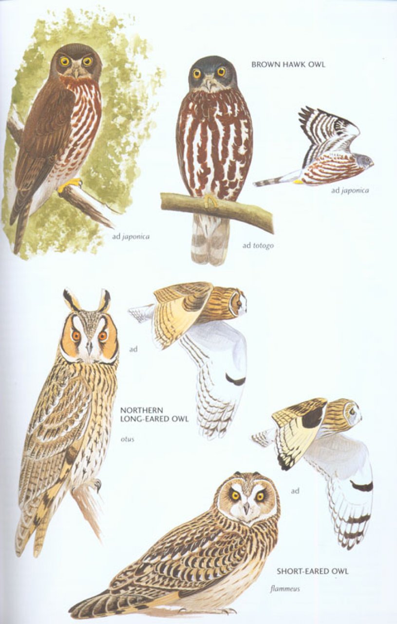 HELM FIELD GUIDES. BIRDS OF EAST ASIA 5