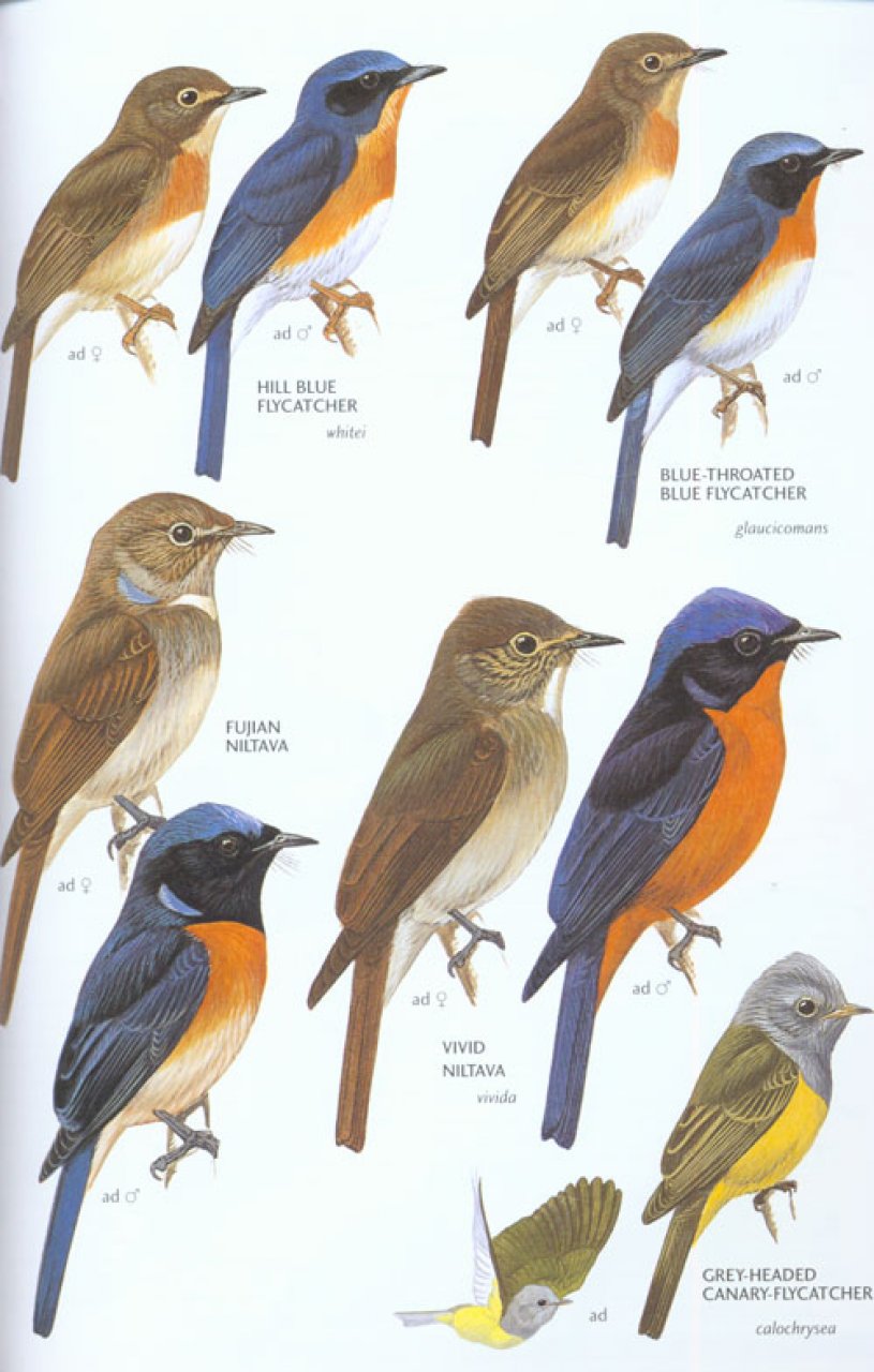 HELM FIELD GUIDES. BIRDS OF EAST ASIA 6