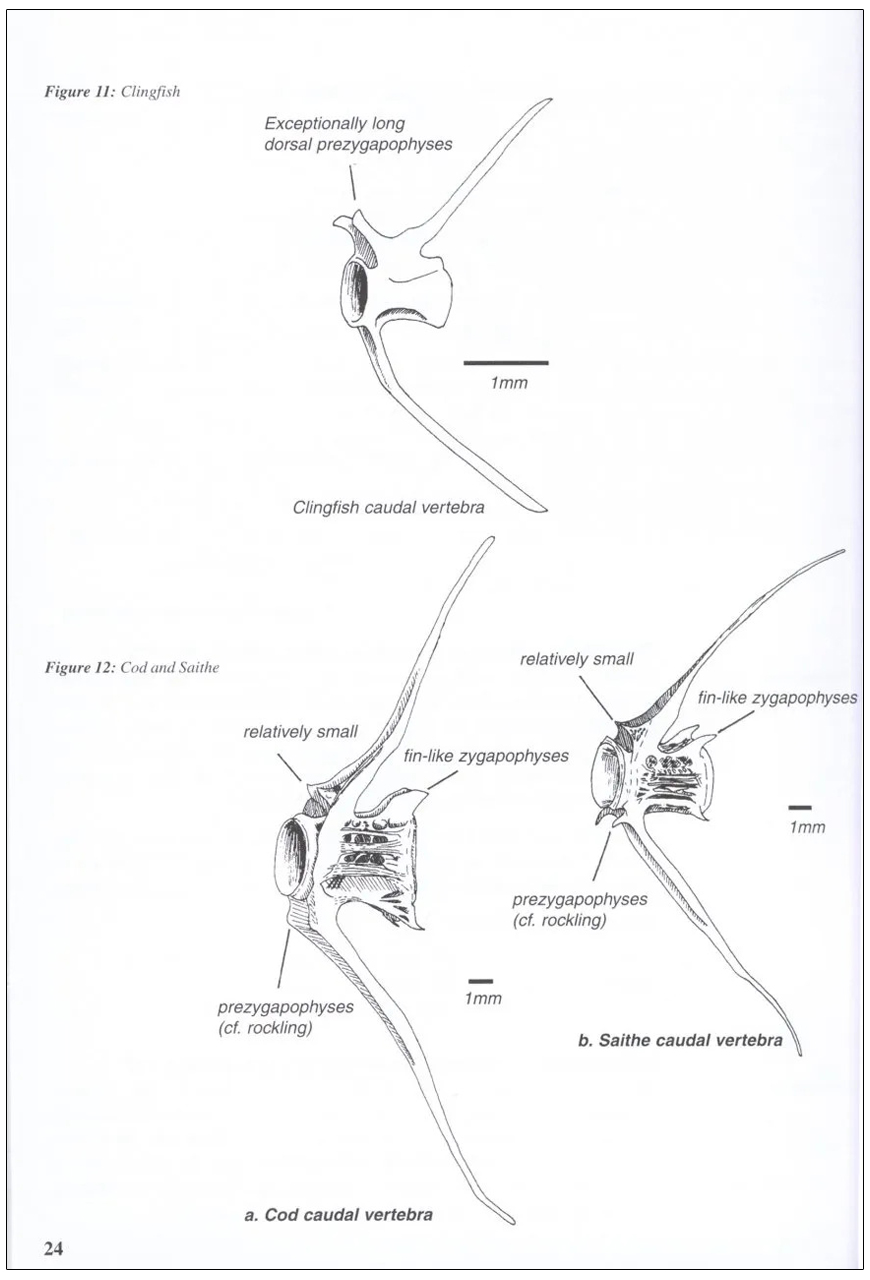 A GUIDE TO THE IDENTIFICATION OF PREY REMAINS IN OTTER SPRAINT 2