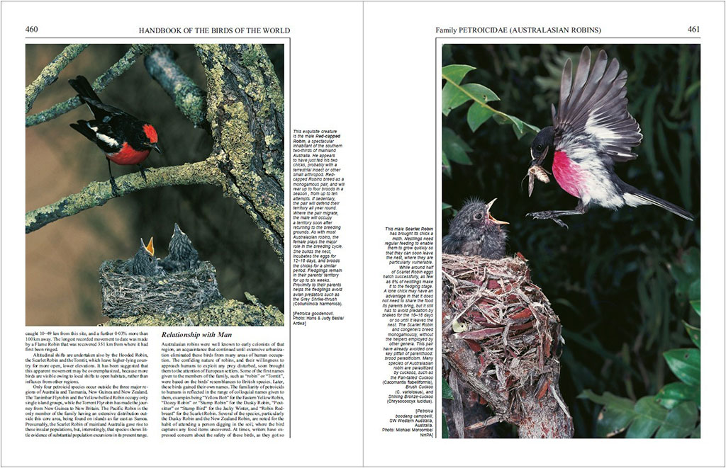 HANDBOOK OF THE BIRDS OF THE WORLD, VOL. 12. PICATHARTES TO TITS AND CHICKADEES 3