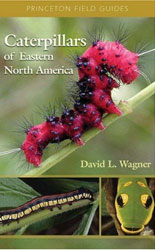 CATERPILLARS OF EASTERN NORTH AMERICA. A GUIDE TO IDENTIFICATION AND NATURAL HISTORY 1