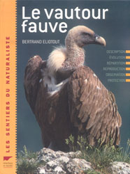 LE VAUTOUR FAUVE 1