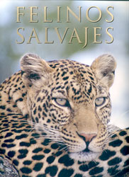 FELINOS SALVAJES 1