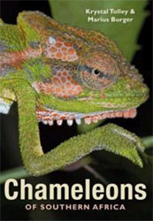 CHAMELEONS OF SOUTHERN AFRICA
