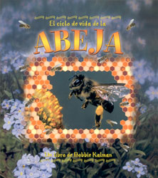 EL CICLO DE VIDA  DE LA ABEJA 1