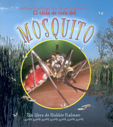 EL CICLO DE VIDA DEL MOSQUITO