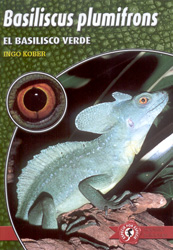 BASILISCUS PLUMIFRONS. EL BASILISCO VERDE