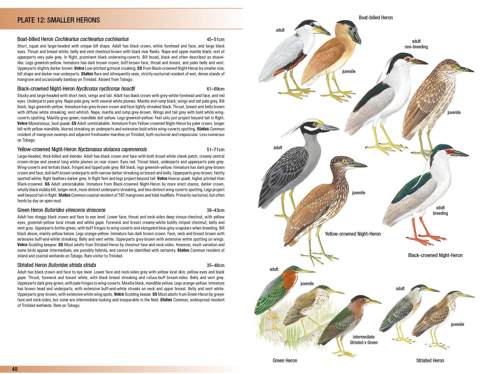 HELM FIELD GUIDES. BIRDS OF TRINIDAD AND TOBAGO 2