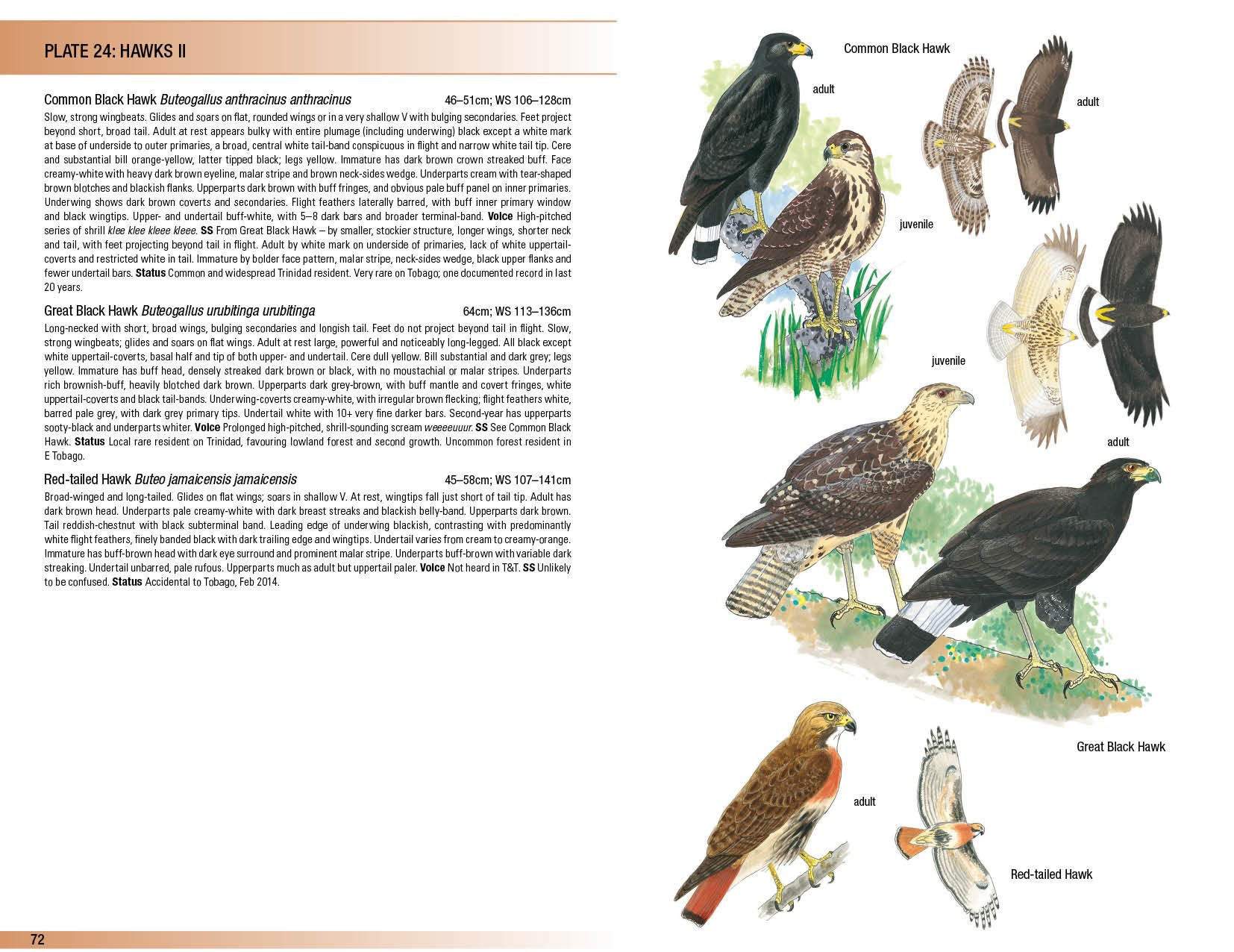 HELM FIELD GUIDES. BIRDS OF TRINIDAD AND TOBAGO 3
