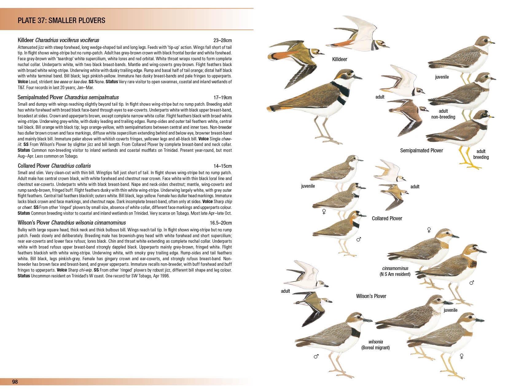 HELM FIELD GUIDES. BIRDS OF TRINIDAD AND TOBAGO 4