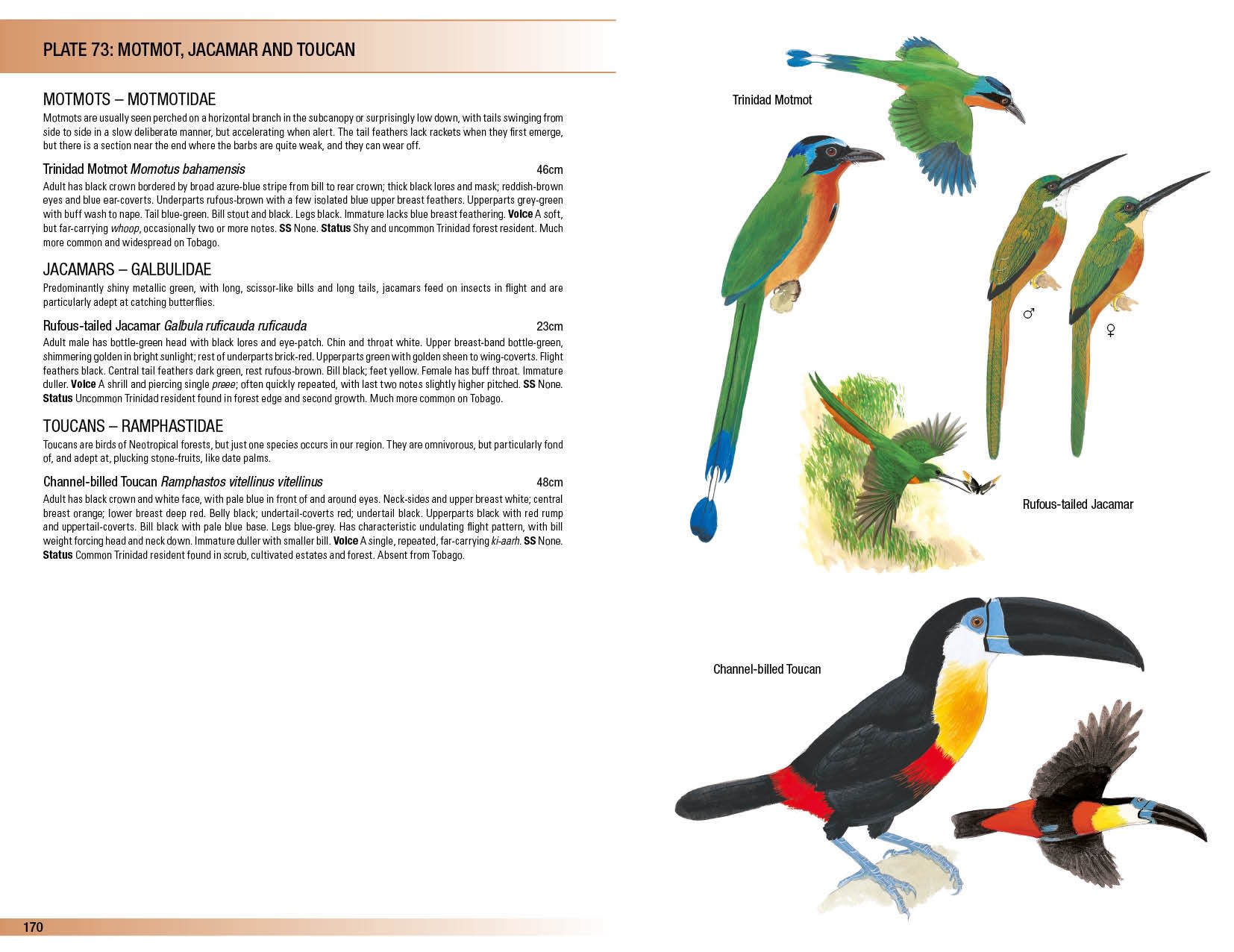 HELM FIELD GUIDES. BIRDS OF TRINIDAD AND TOBAGO 5