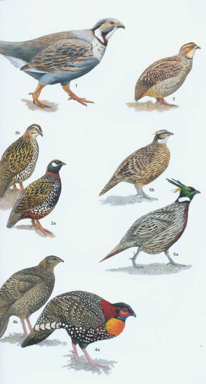 HELM FIELD GUIDE TO THE BIRDS OF PAKISTAN 2