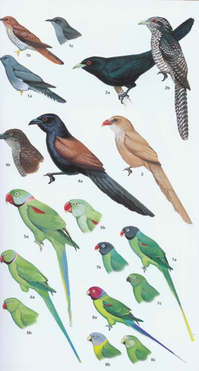 HELM FIELD GUIDE TO THE BIRDS OF PAKISTAN 3
