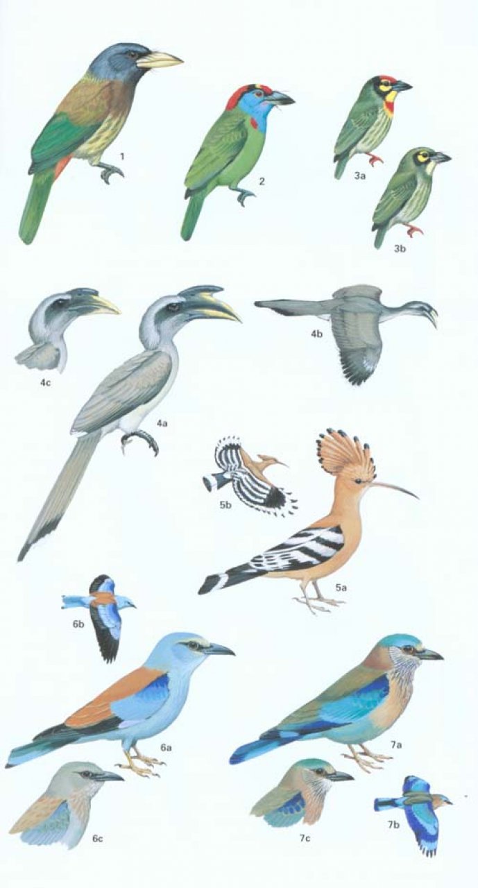 HELM FIELD GUIDE TO THE BIRDS OF PAKISTAN 5
