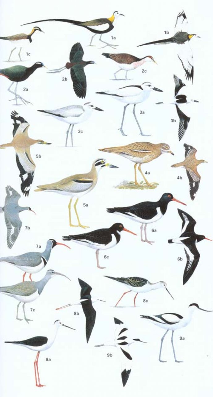 HELM FIELD GUIDE TO THE BIRDS OF PAKISTAN 6