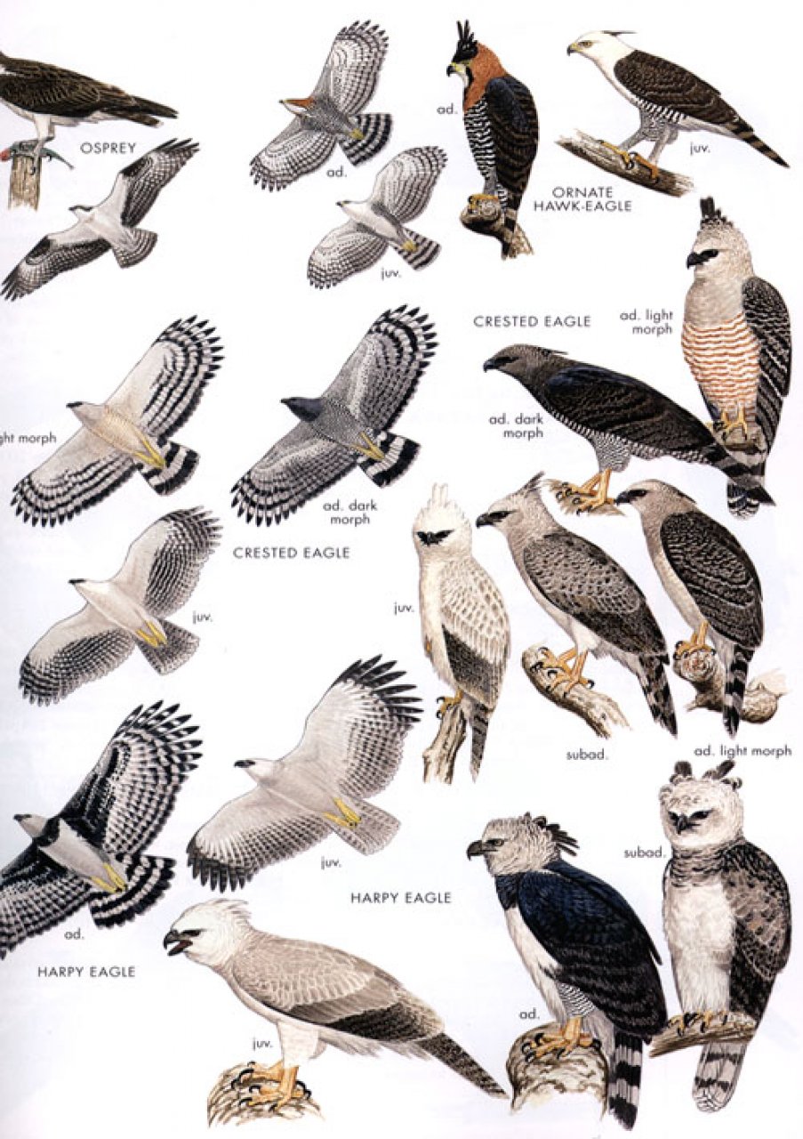 HELM FIELD GUIDES. BIRDS OF PERU 2