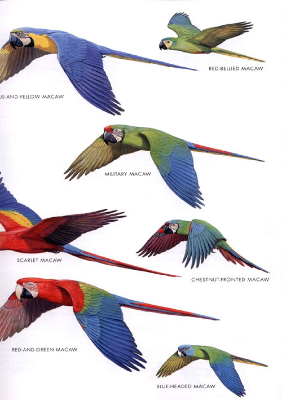 HELM FIELD GUIDES. BIRDS OF PERU 3