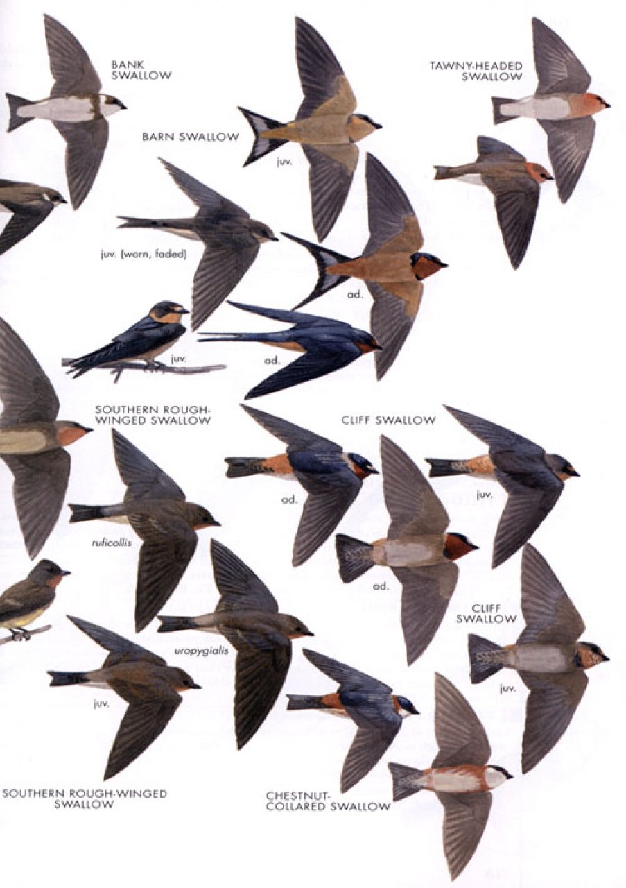 HELM FIELD GUIDES. BIRDS OF PERU 4