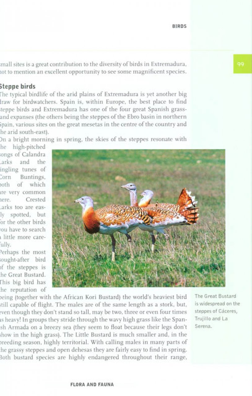 CROSSBILL GUIDES. EXTREMADURA 4