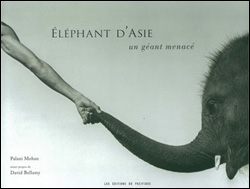 ÉLÉPHANT D'ASIE. UN GÉANT MENACÉ 1