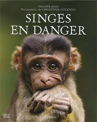 SINGES EN DANGER