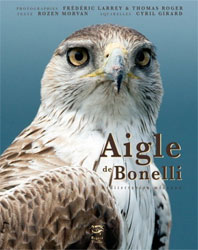 AIGLE DE BONELLI. MEDITERRANEEN MECONNU 1