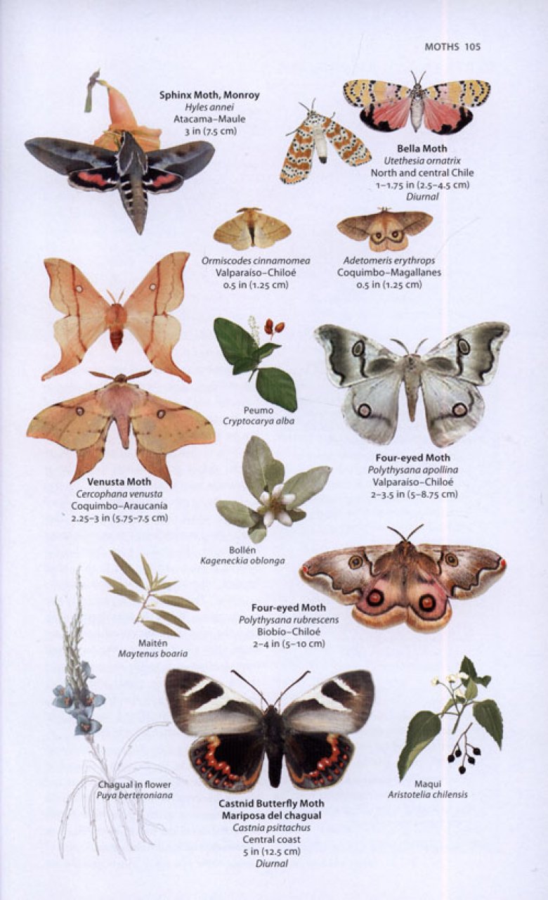 A WILDLIFE GUIDE TO CHILE 2