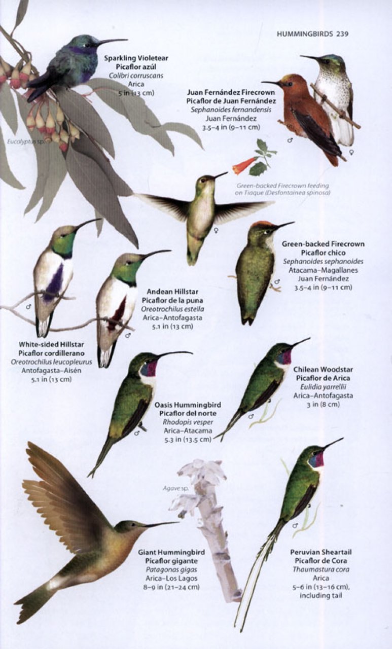 A WILDLIFE GUIDE TO CHILE 3