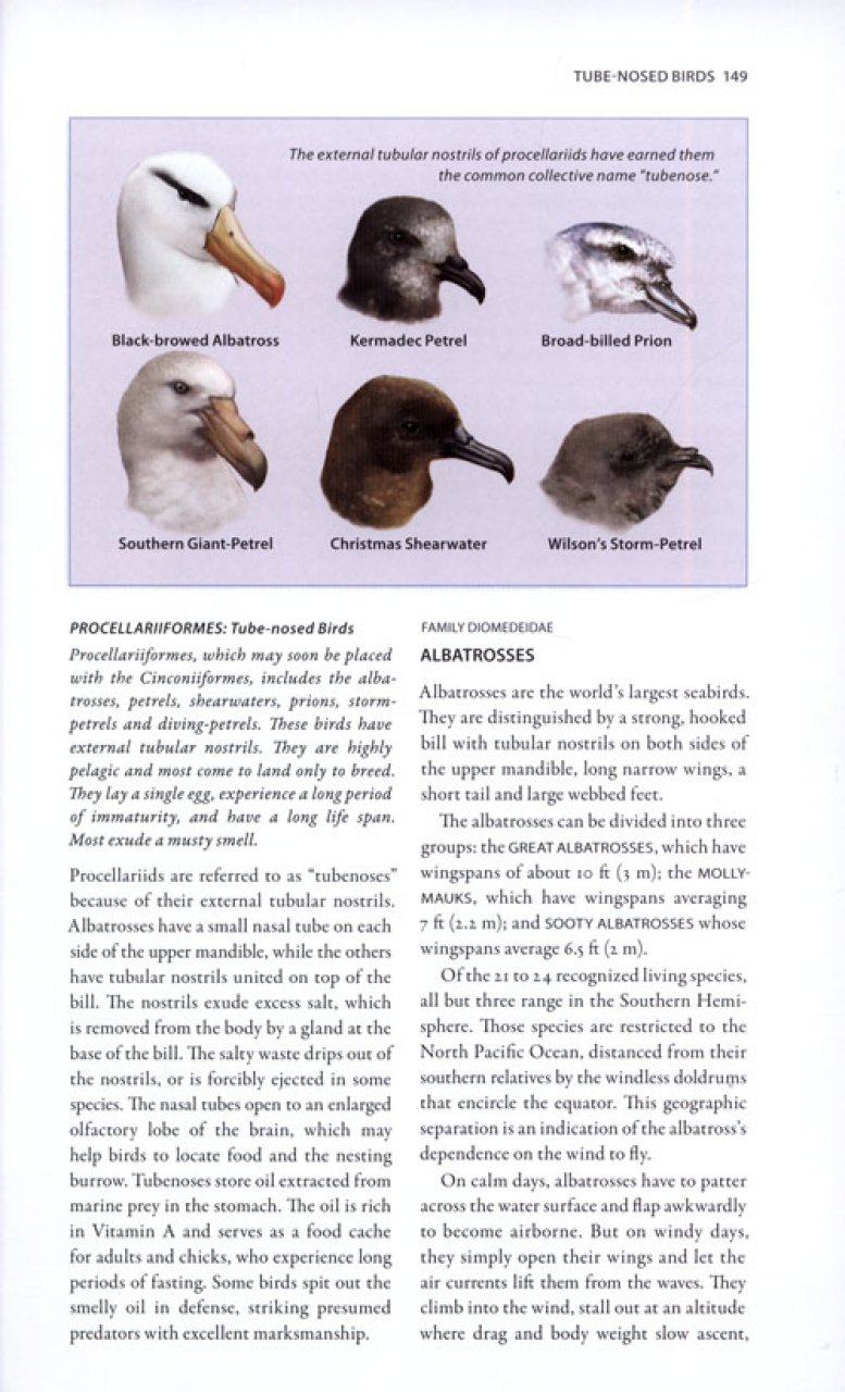 A WILDLIFE GUIDE TO CHILE 5