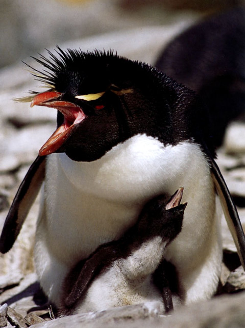 PENGUINS OF THE WORLD 2