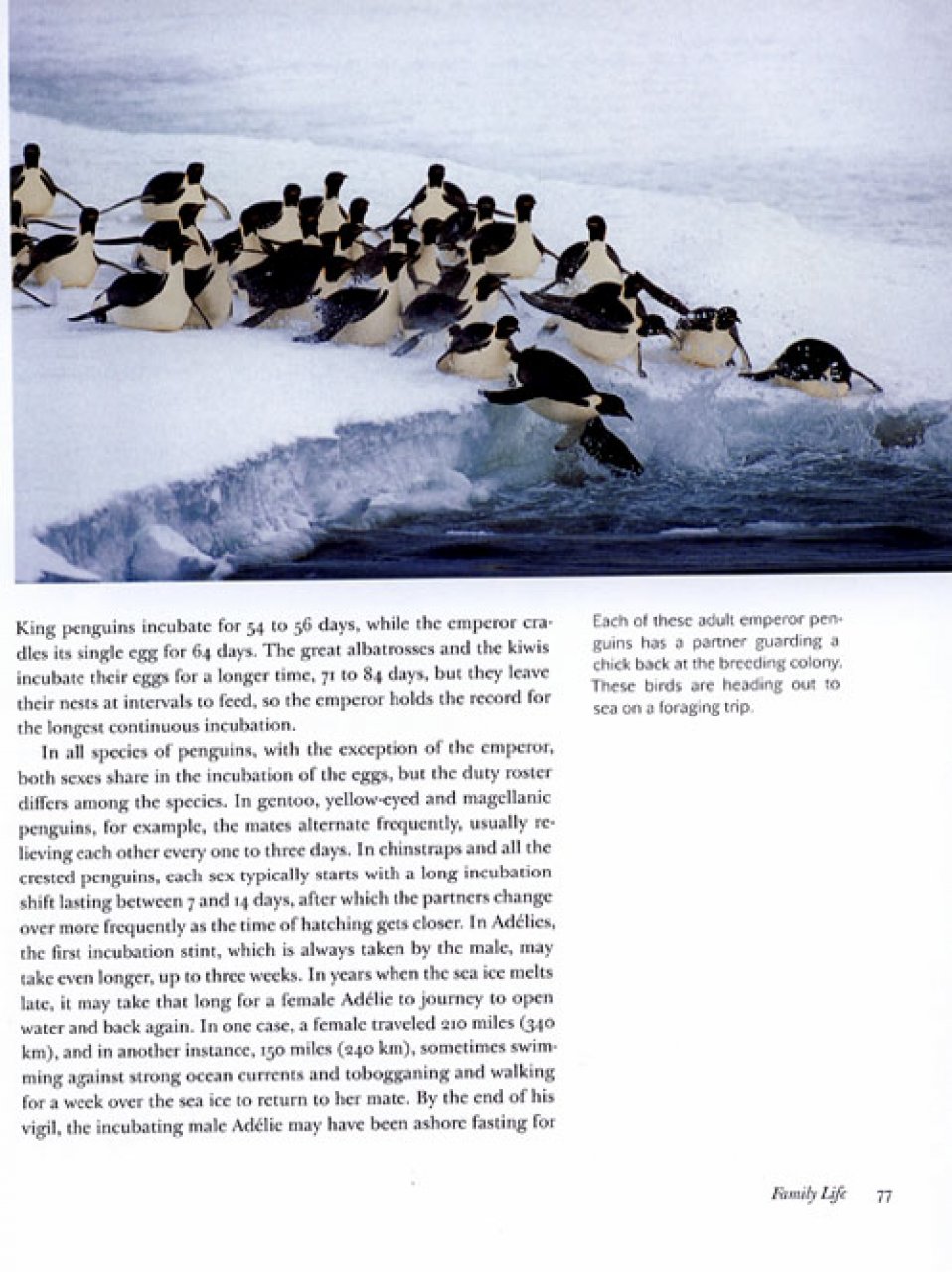 PENGUINS OF THE WORLD 3