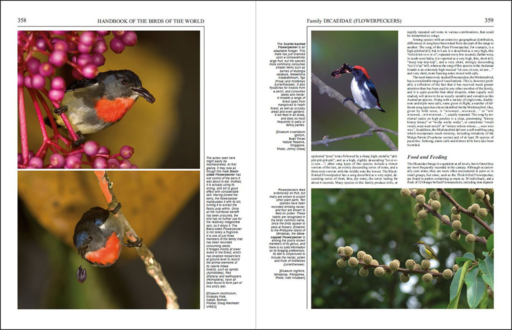 HANDBOOK OF THE BIRDS OF THE WORLD, VOL. 13. PENDULINE-TITS TO SHRIKES 2