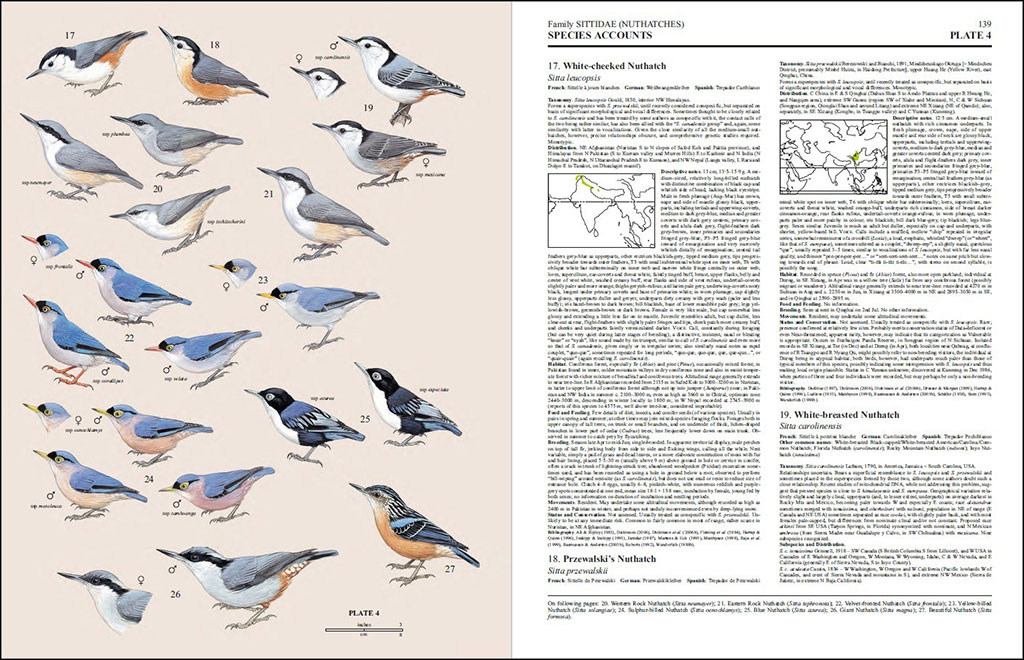 HANDBOOK OF THE BIRDS OF THE WORLD, VOL. 13. PENDULINE-TITS TO SHRIKES 3