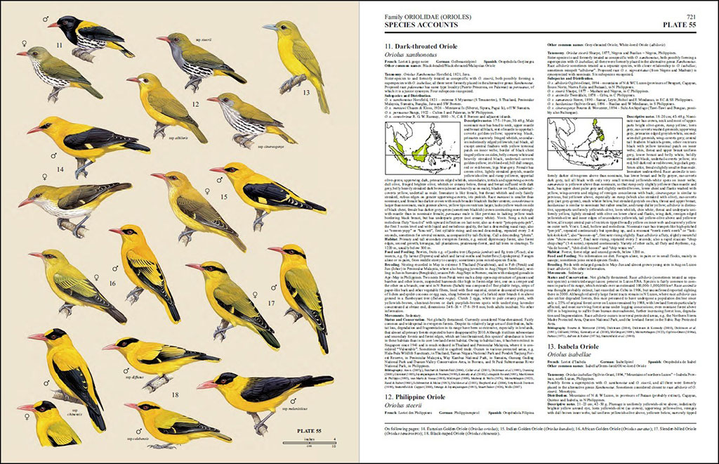 HANDBOOK OF THE BIRDS OF THE WORLD, VOL. 13. PENDULINE-TITS TO SHRIKES 4