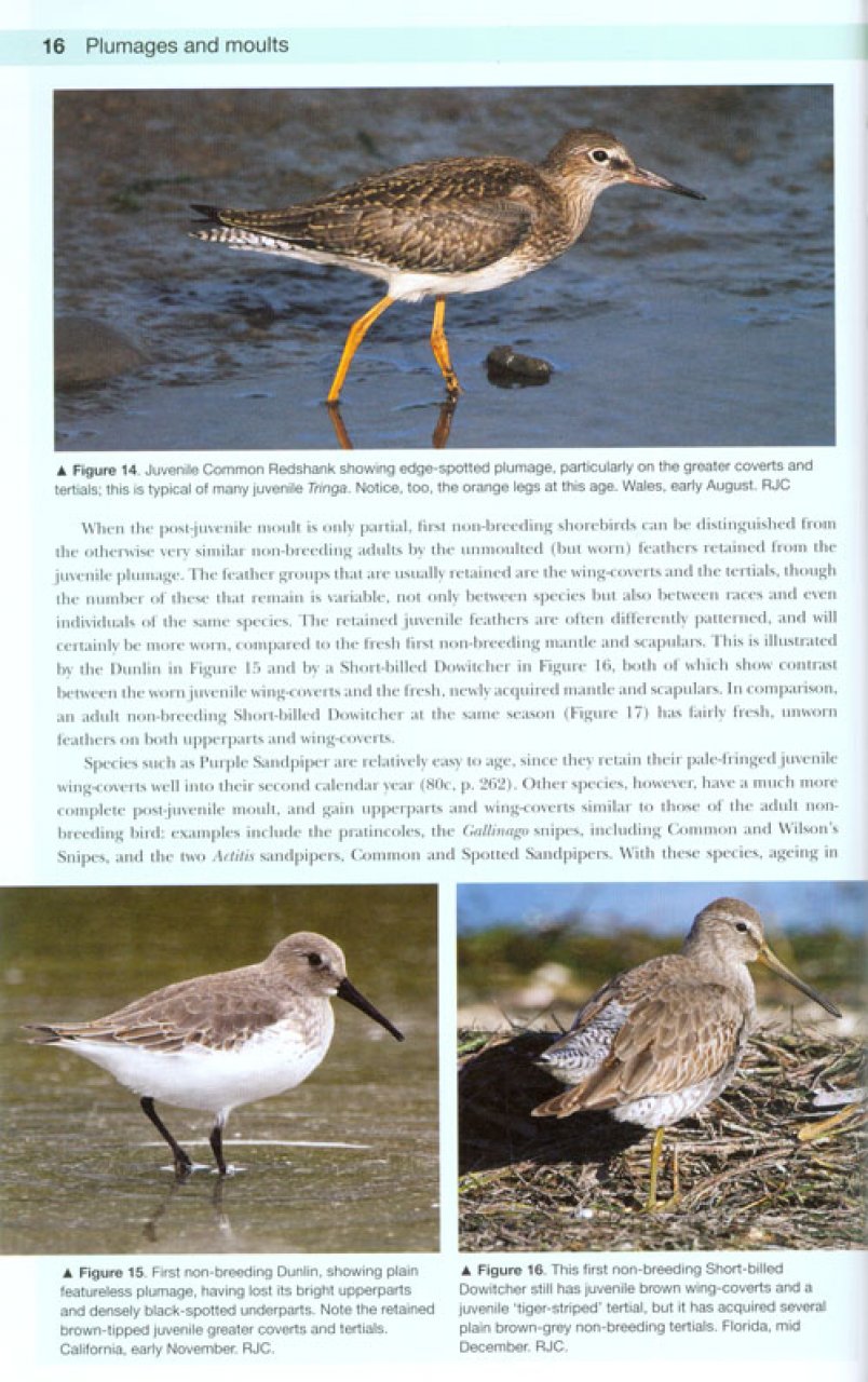 SHOREBIRDS OF THE NORTHERN HEMISPHERE 3