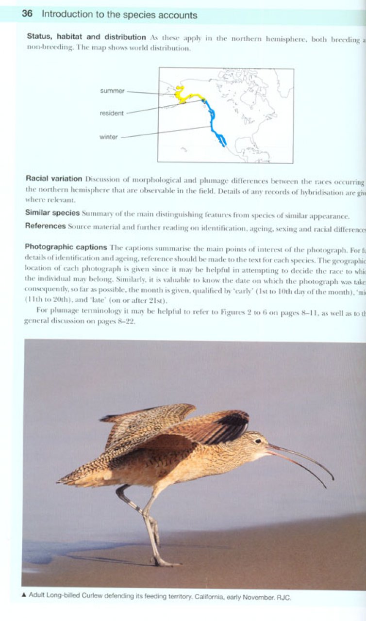 SHOREBIRDS OF THE NORTHERN HEMISPHERE 5