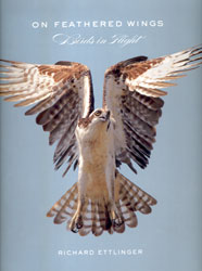 ON FEATHERED WINGS: BIRDS IN FLIGHT