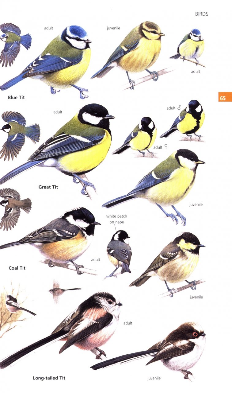 GUIDE TO GARDEN WILDLIFE 2