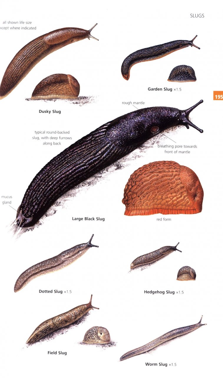 GUIDE TO GARDEN WILDLIFE 3