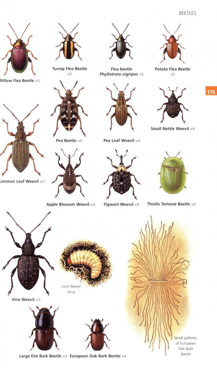 GUIDE TO GARDEN WILDLIFE 4