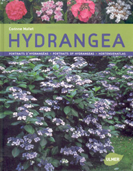 HYDRANGEA