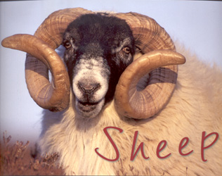 SHEEP