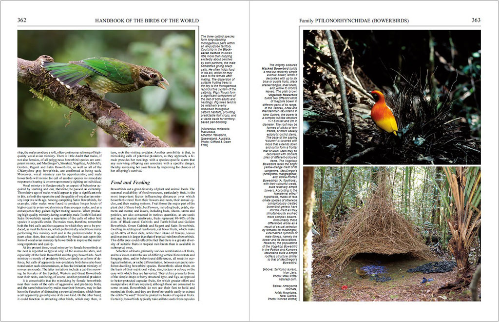 HANDBOOK OF THE BIRDS OF THE WORLD, VOL. 14. BUSH-SHRIKES TO OLD WORLD SPARROWS 2